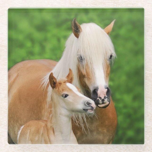 Haflinger Horse Cute Baby Foal Kiss Mum Pony Photo Glass Coaster (Front)