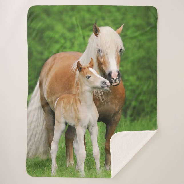 Haflinger Horse Cute Baby Foal Kiss Mum Pony Photo Sherpa Blanket (Front)