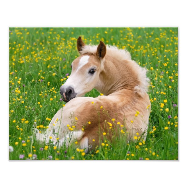 Haflinger Horse Cute Foal Resting in a Flowerbed Photo Print (Front)