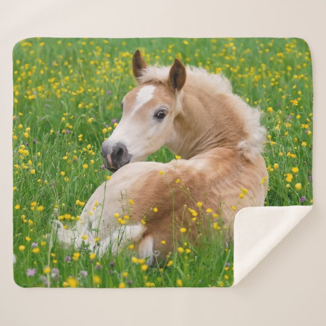 Haflinger Horse Cute Foal Resting in a Flowerbed . Sherpa Blanket (Front (Horizontal))