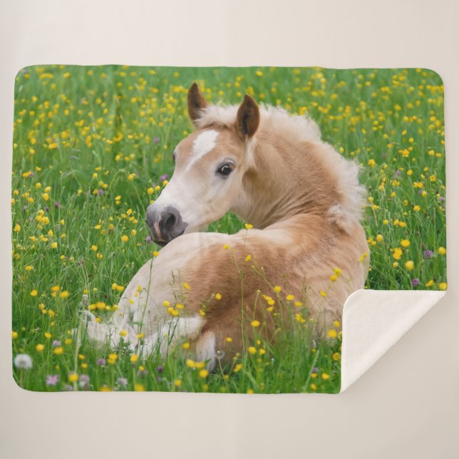 Haflinger Horse Cute Foal Resting in a Flowerbed , Sherpa Blanket (Front (Horizontal))