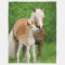 Haflinger Horses Cute Foal Kiss Mum Funny - cozy
