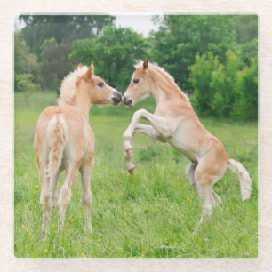 Haflinger horses cute foals rearing and playing - glass coaster