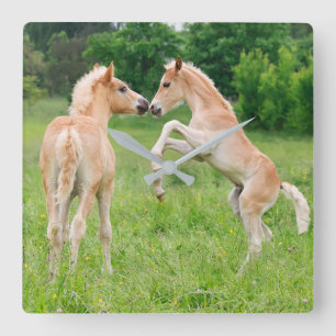 Haflinger Horses Cute Foals Rearing Funny acrylic Square Wall Clock