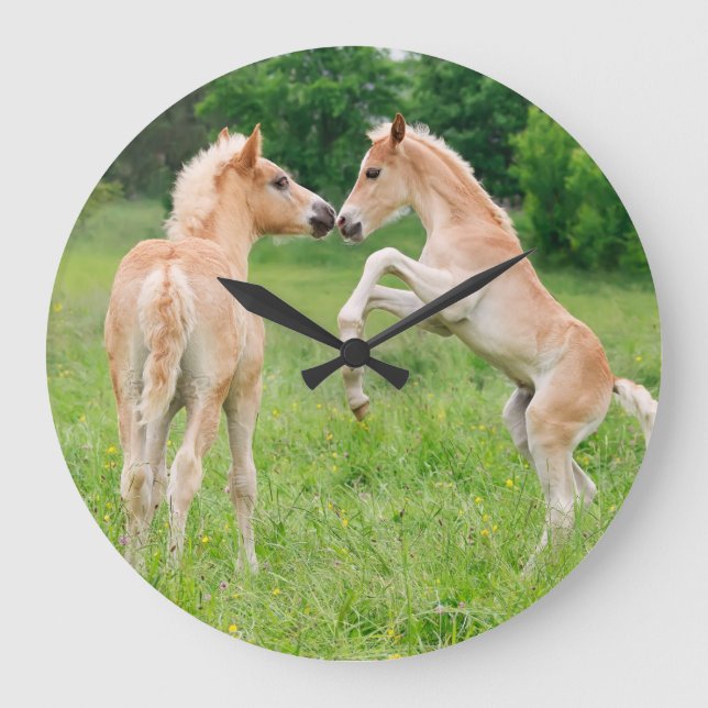 Haflinger horses cute foals rearing large clock (Front)
