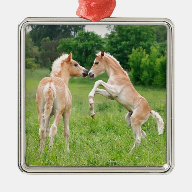 Haflinger horses cute foals rearing metal ornament (Front)