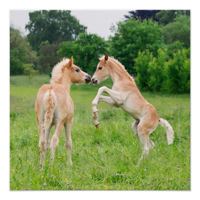 Haflinger horses cute foals rearing poster (Front)