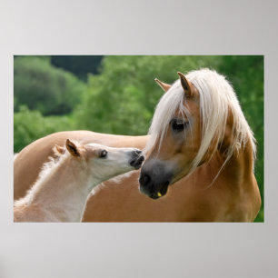 Haflinger Horses Foal and Mare cuddling, Photo Poster