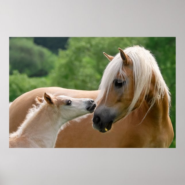 Haflinger Horses Foal and Mare cuddling, Photo Poster (Front)