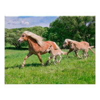 Haflinger Horses with Cute Foals Run Funny Animal