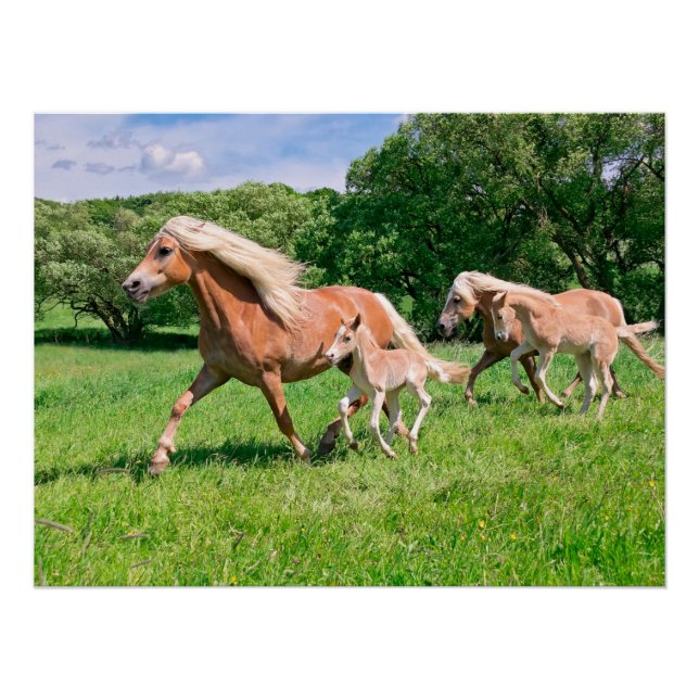 Haflinger Horses with Cute Foals Run Funny Animal Poster (Front)
