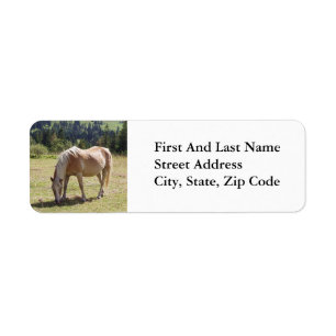 Haflinger Palomino Pony en été Pony Photo