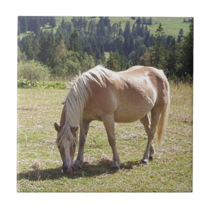 Haflinger Palomino Pony in Green Pasture Photo Tile