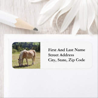 Haflinger Palomino Pony in Summer Pasture Photo