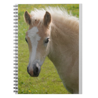 Haflinger Pony (Rare Breed) Notebook