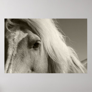 Haflinger Porträt — Horse — cheval Poster