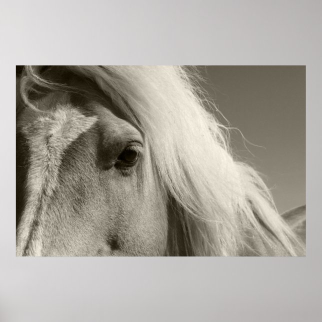 Haflinger Porträt — Horse — cheval Poster (Front)