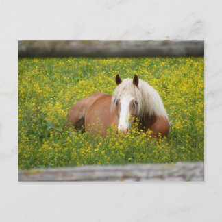Haflinger Postcard