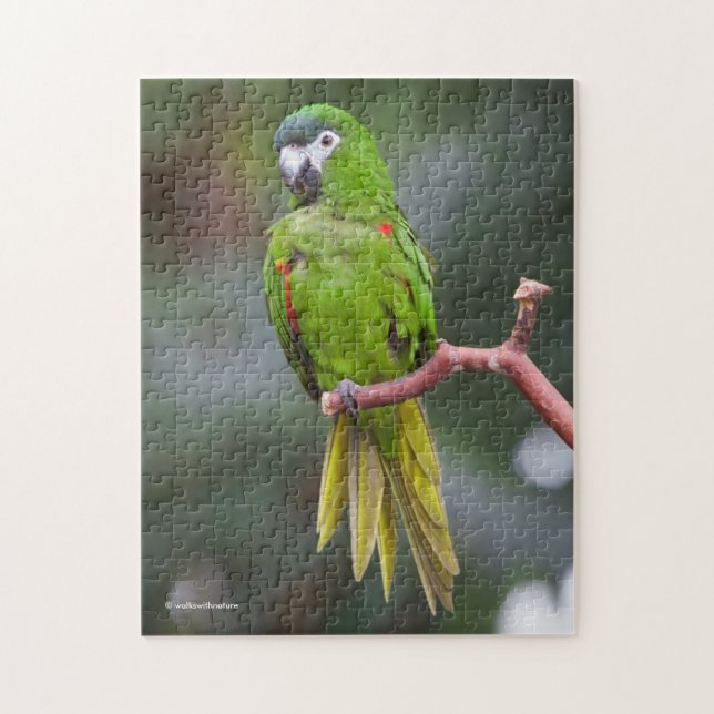 Hahn's Mini Macaw / Red-Shouldered Macaw Jigsaw Puzzle (Vertical)