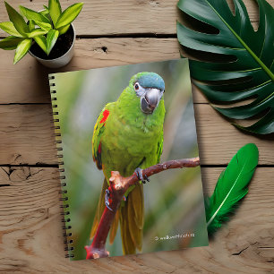 Hahn's Mini Macaw / Red-Shouldered Macaw Notebook