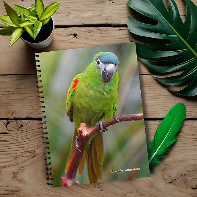 Hahn's Mini Macaw / Red-Shouldered Macaw Notebook (Hahn's Red-Shouldered Mini Macaw Journal Cover Photo)