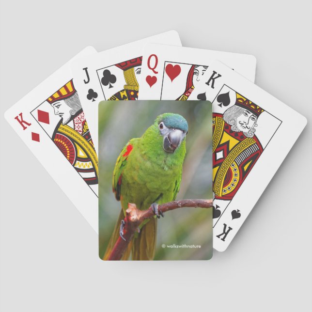Hahn's Mini Macaw / Red-Shouldered Macaw Playing Cards (Back)