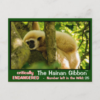 Hainan Gibbon is endangered: < 25 left Postcard