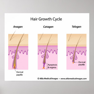 Hair growth cycle labelled version diagram. poster
