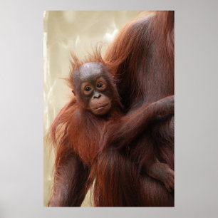 Hair-raisingly Cute - The Adorable Baby Orangutan Poster