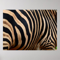 hair skin of zebraskin,animal,background,black,bod