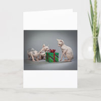 HAIRLESS CAT'S CHRISTMAS