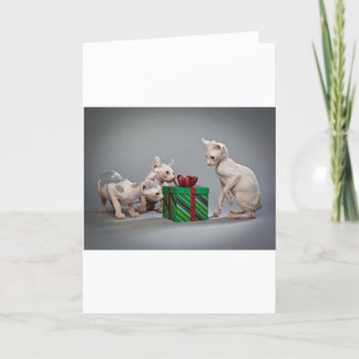 HAIRLESS CAT'S CHRISTMAS HOLIDAY CARD