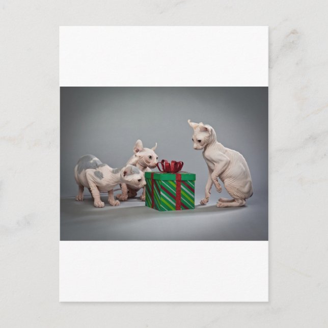 HAIRLESS CAT'S CHRISTMAS HOLIDAY POSTCARD (Front)
