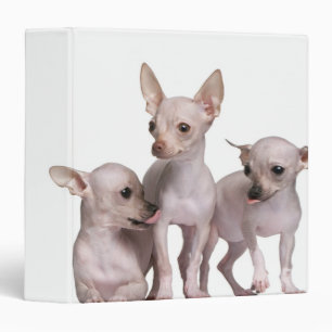 Hairless Chihuahua (5 and 7 months old) Binder