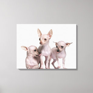 Hairless Chihuahua (5 and 7 months old) Canvas Print
