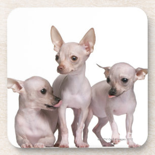 Hairless Chihuahua (5 and 7 months old) Coaster