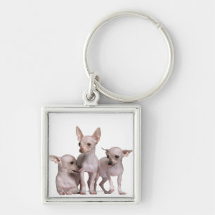 Hairless Chihuahua (5 and 7 months old) Keychain