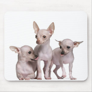 Hairless Chihuahua (5 and 7 months old) Mouse Pad