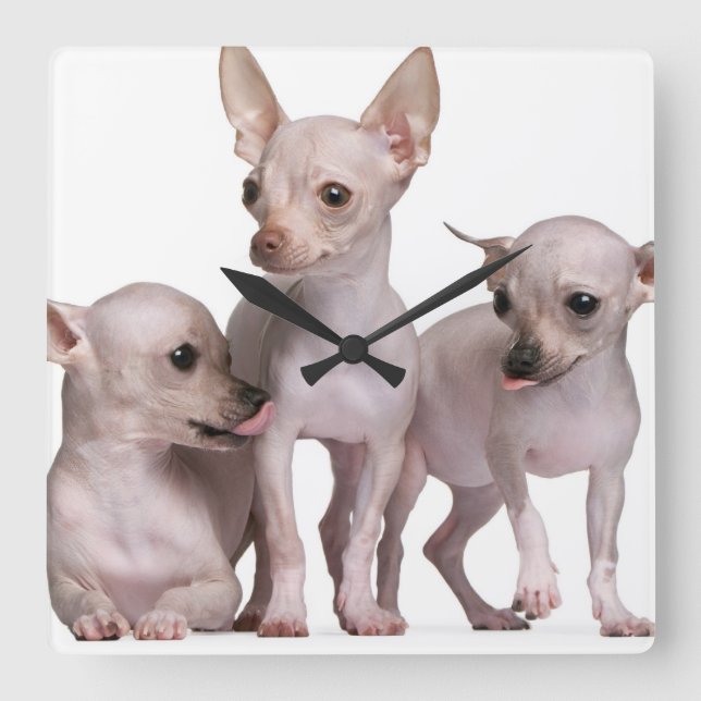 Hairless Chihuahua (5 and 7 months old) Square Wall Clock (Front)