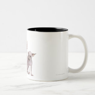 Hairless Chihuahua (5 and 7 months old) Two-Tone Coffee Mug
