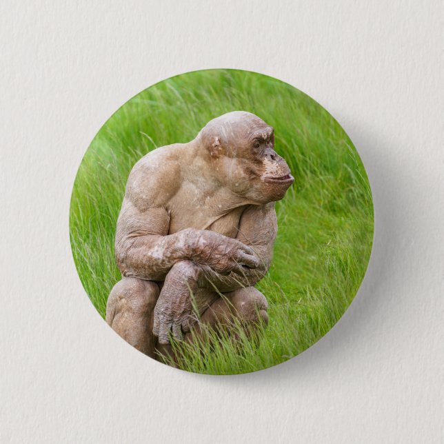 Hairless Chimpanzee 2 Inch Round Button (Front)