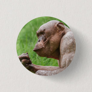 Hairless Chimpanzee Close-Up 1 Inch Round Button