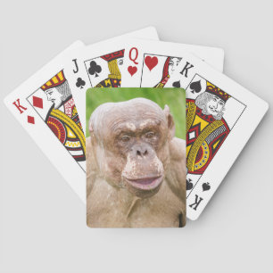 Hairless Chimpanzee Playing Cards