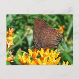 Hairstreak butterfly ~ postcard