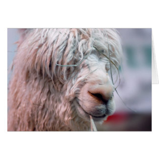 Hairy the Alpaca