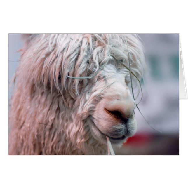 Hairy the Alpaca (Front Horizontal)