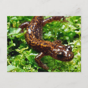 Hakone salamander postcard