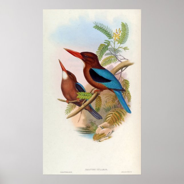 Halcyon Gularis (White-throated Kingfisher) Poster (Front)
