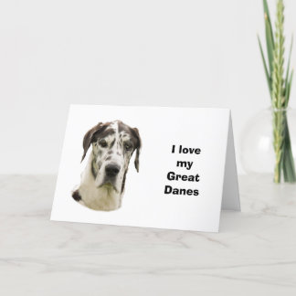 Halequin Great Dane portrait photo Card