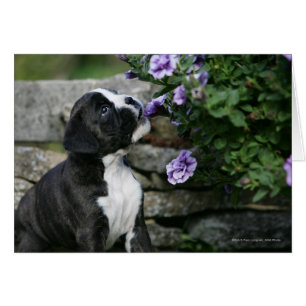 Halètement de chien de boxeur
